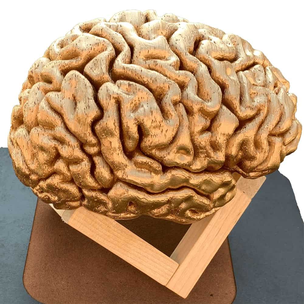 מודל תלת מימדי בצורת מוח
